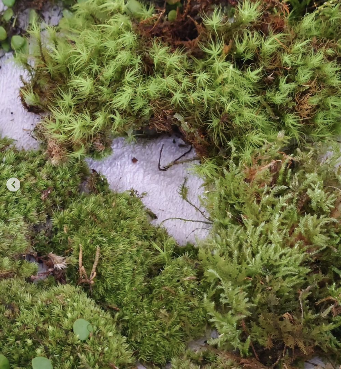 苔テラリウム　アトリエWindwing